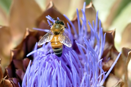 Bee on Artichoke Flower