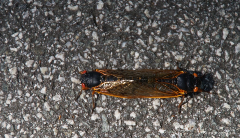 Two Cicadas
