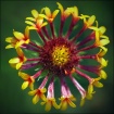 Nature's Symm...