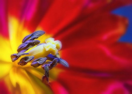 Center of a tulip