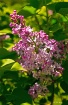 Spring Lilac
