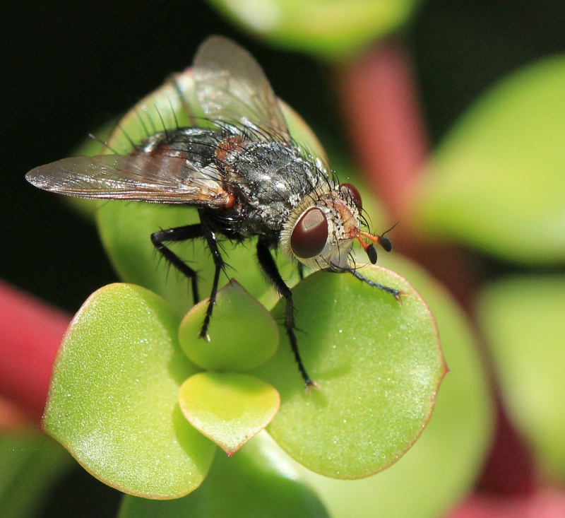 Super Pollenator (Tachinid Fly)