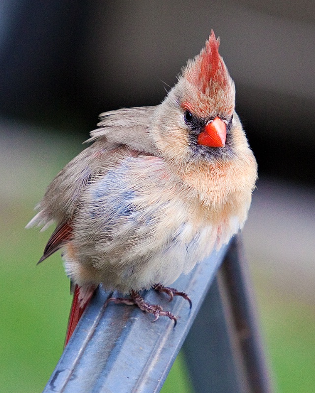 Female cardinal