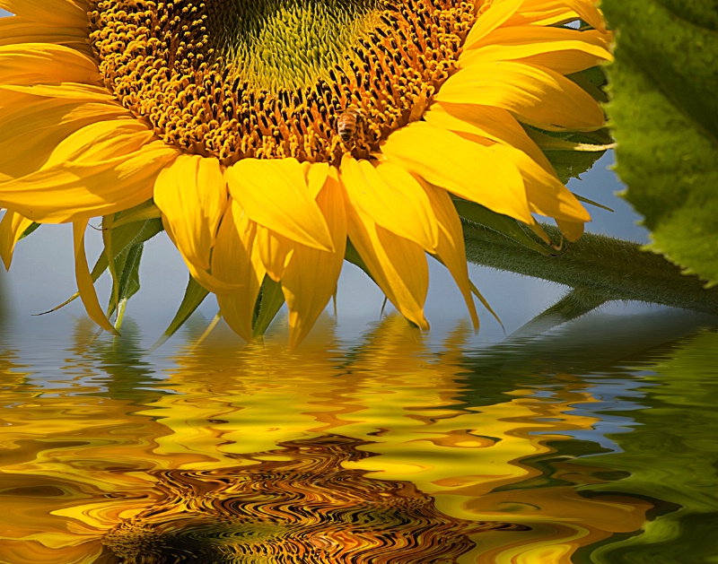A Sunny Reflection - ID: 13896190 © Rita Hill