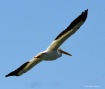 Pelican Flight