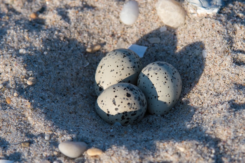Piping Plover nest - May 27th, 2013 - ID: 13896495 © John Shemilt