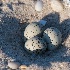 © John Shemilt PhotoID# 13896495: Piping Plover nest - May 27th, 2013