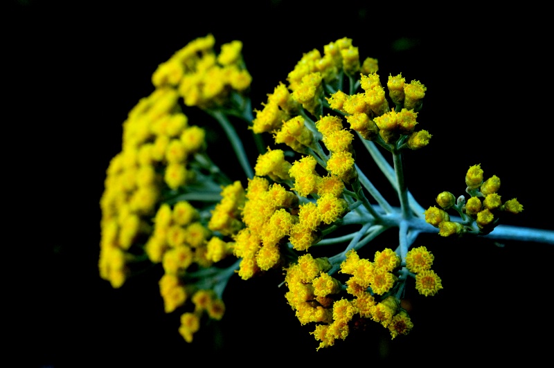 Licorice Plant (Icicles)