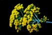 Licorice Plant (I...