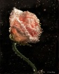 Rose Fizz 2