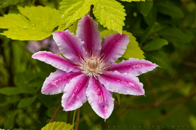 Birthday Flower