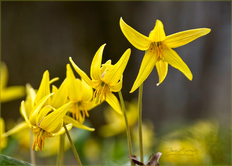 Patch of Trout Lily