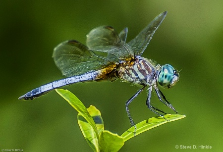 Dragon Fly In Summer