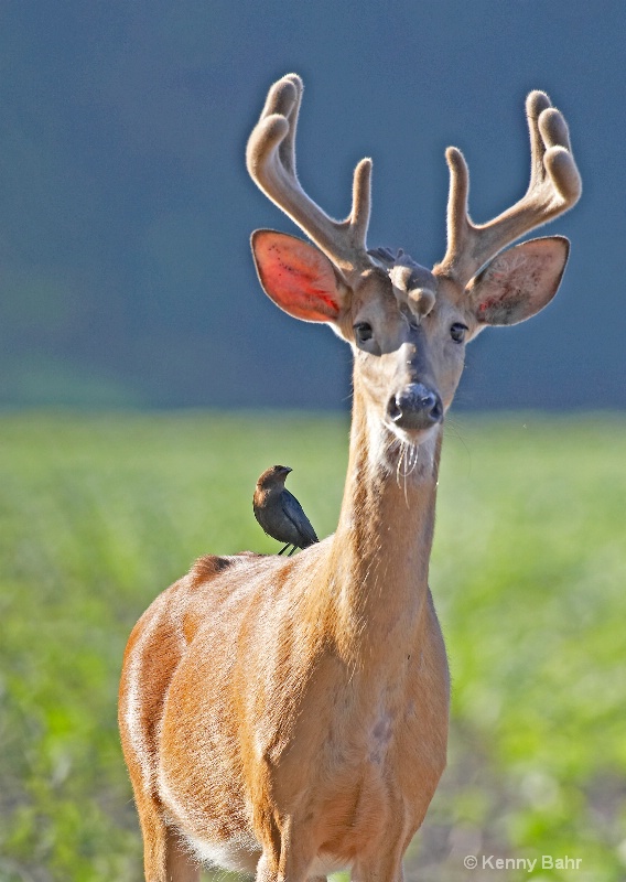 Whitetail being groomed