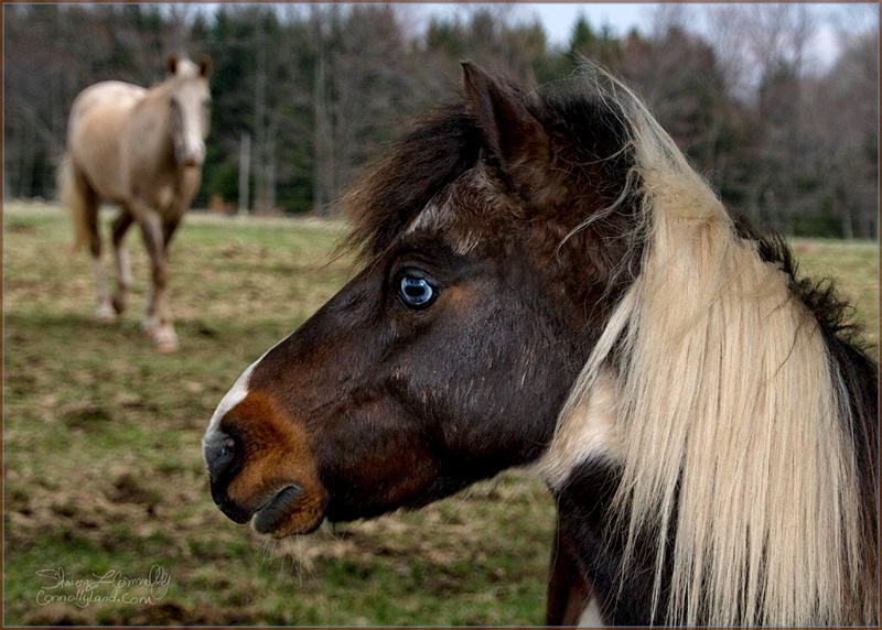 The Blue Eyed Terror