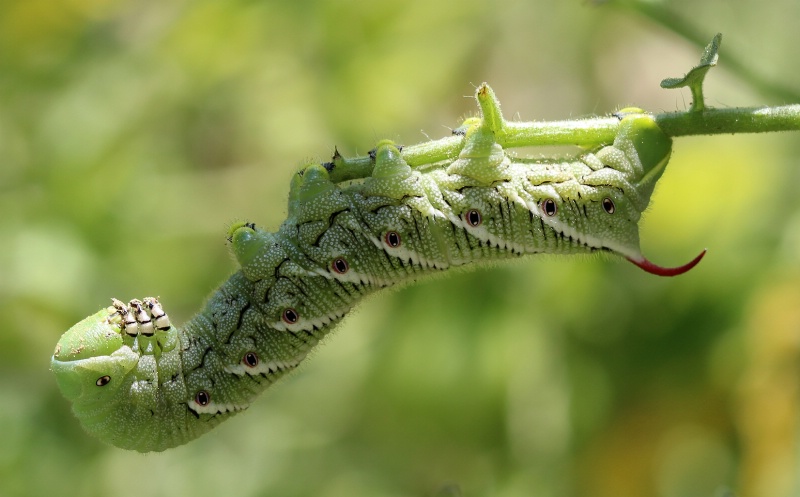 Tobacco Hornworm