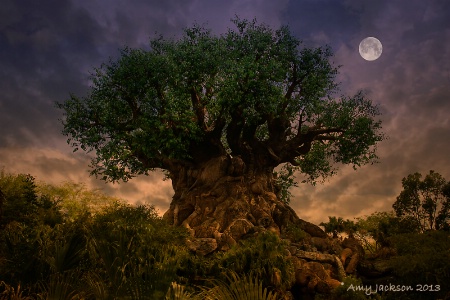 Tree Of Life