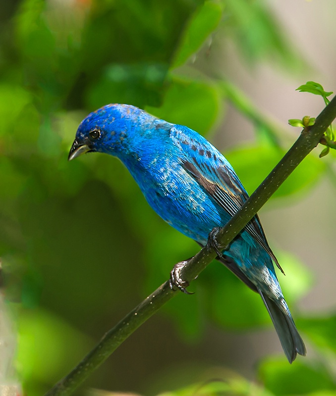 Indigo Bunting