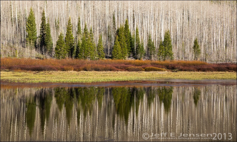 Pines and Aspens