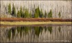 Pines and Aspens