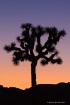 Joshua Tree Silho...