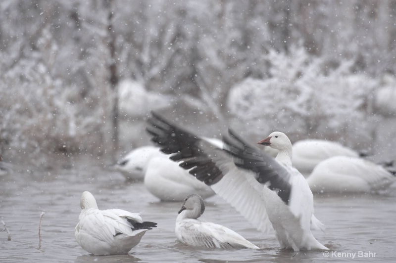 Snow Geese in snow storm