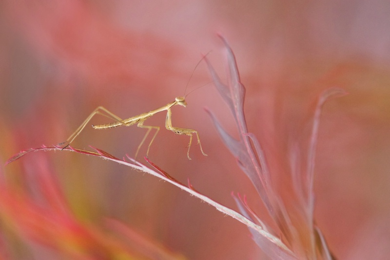 Praying Mantis and Japanese Maple - ID: 13901343 © Kitty R. Kono