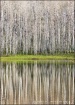 Aspens