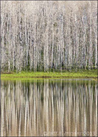 Aspens