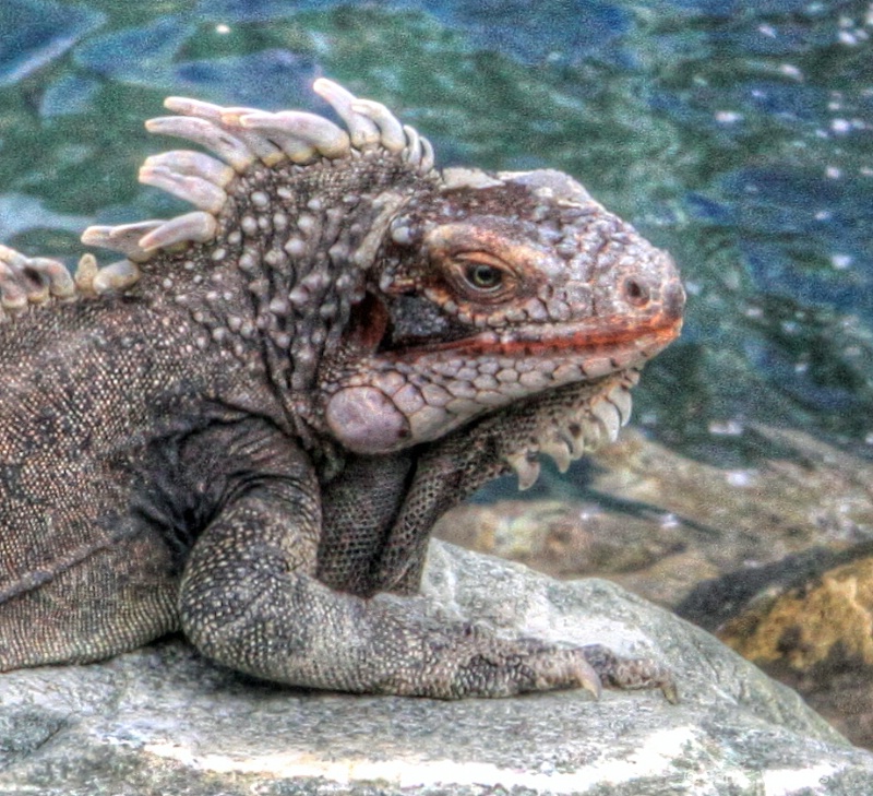 Iguana in St. Thomas