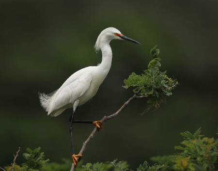 Snowy Egret 