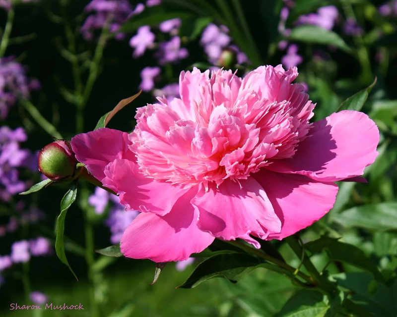 The Great Peonies