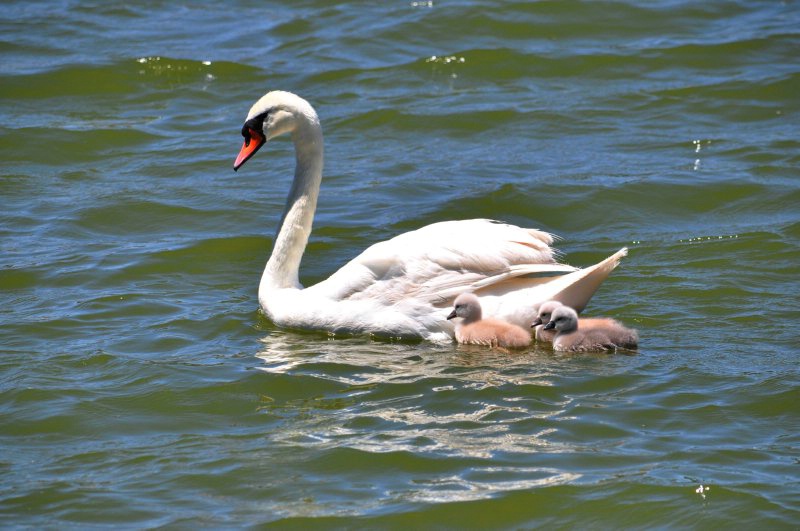 Mother Swan and Babies