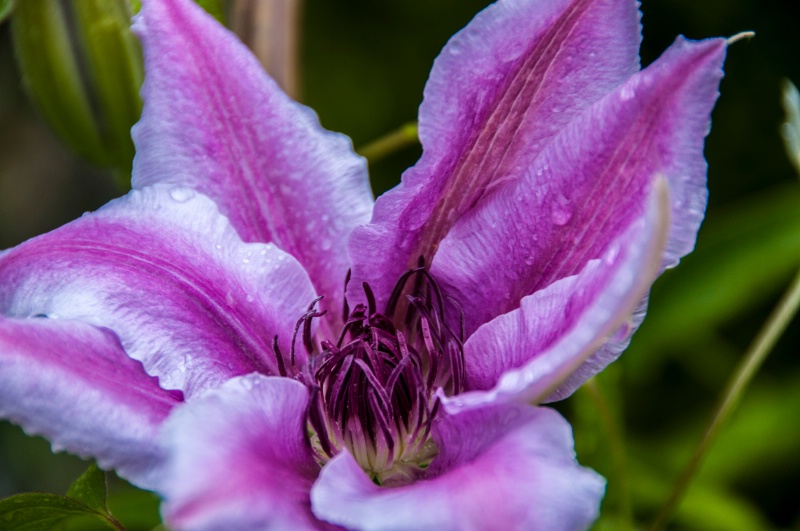 clematis