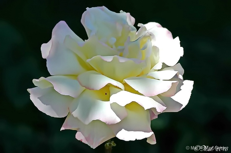 Spring Rose - ID: 13902160 © Malcolm Mac Bride