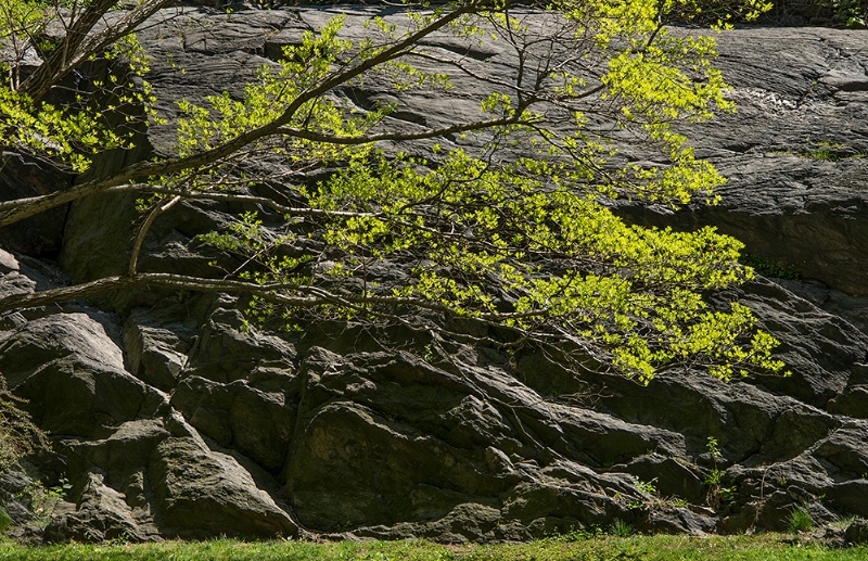 Tree in Central Park