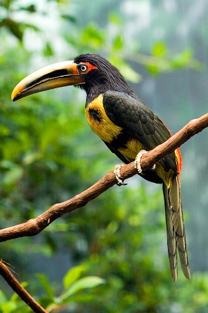 Pale-Mandible Aracari