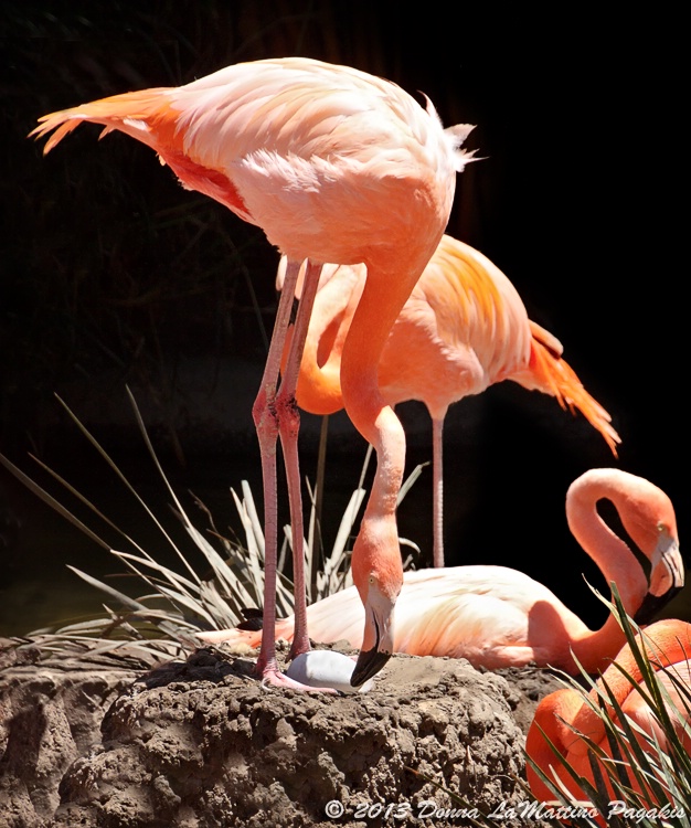 Nesting Flamingos 