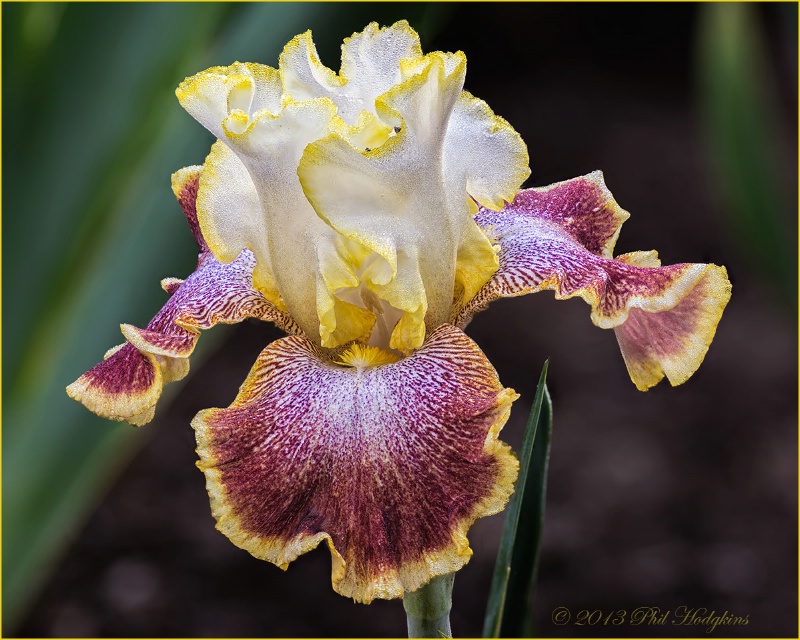 Bearded Iris