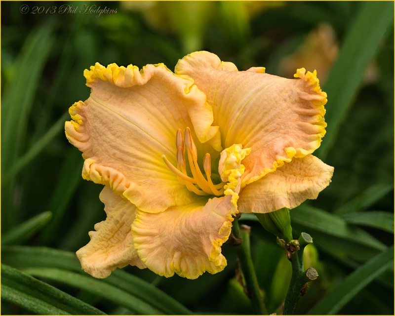 Ruffled Day Lily