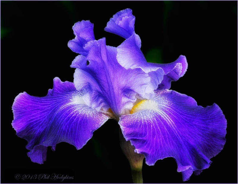 Bearded Iris