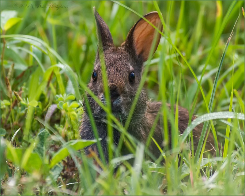 Marsh Rabbit