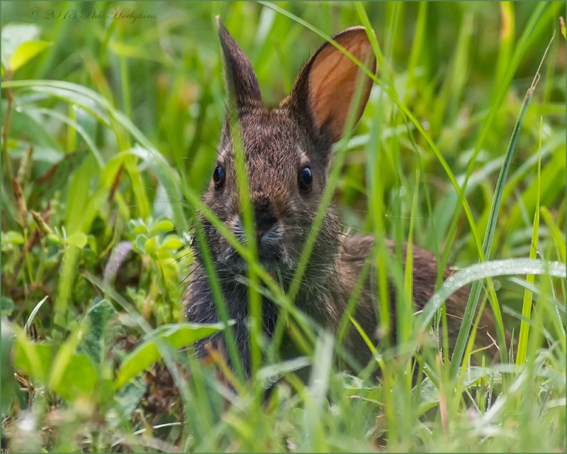 Marsh Rabbit