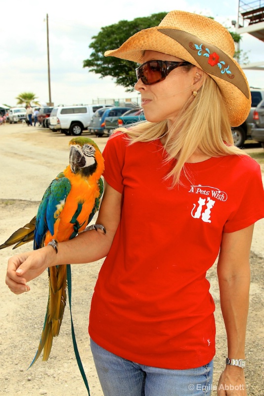 Macaw A pet wish - ID: 13903479 © Emile Abbott