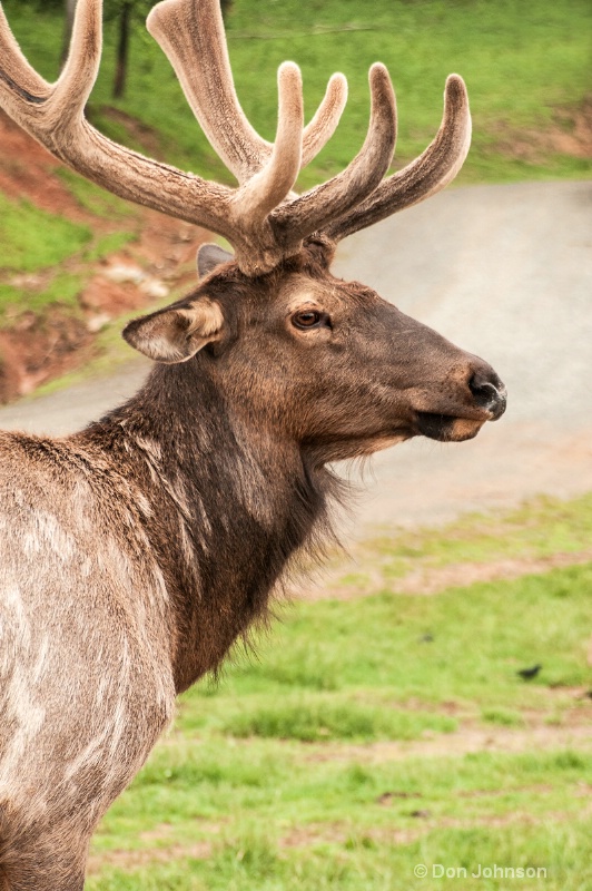 Elk Profile - ID: 13903566 © Don Johnson
