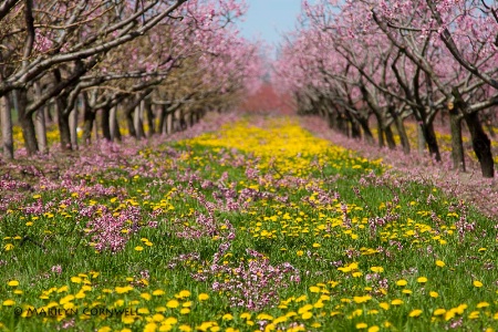 Blossom Heaven