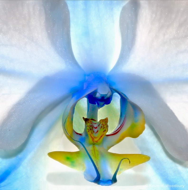 Blue Orchid