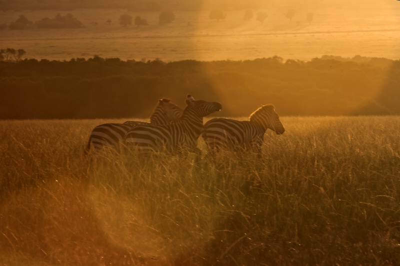 Zebras in the Sunlight