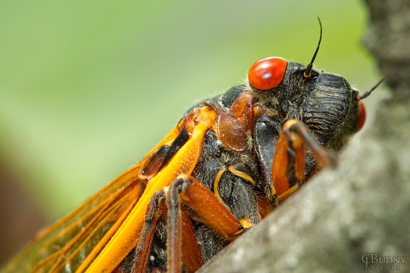 Cicada - ID: 13906889 © Chris Budny