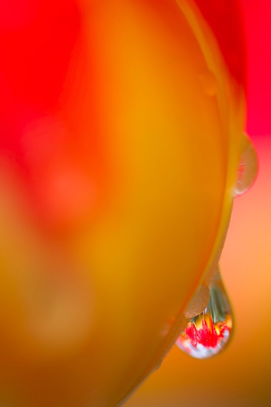 Tulips In A Drop